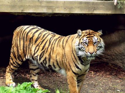 Toronto Hotels Near Zoo