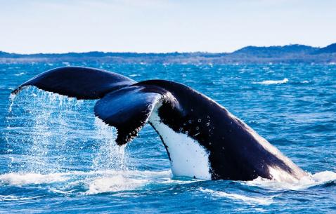 Things to do in Hervey Bay