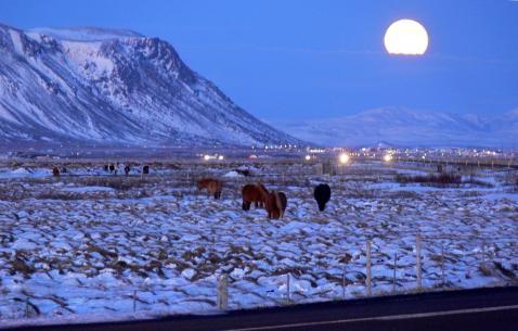 Things to do in Selfoss