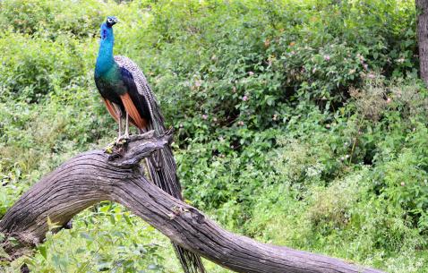 Things to do in Bandipur