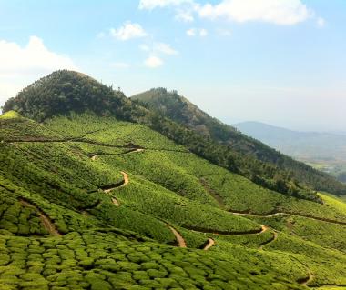 Tea Garden Tours