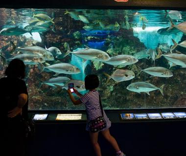 Teradomari Aquarium Tours