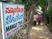 Mango Tree Image