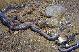Katraj Snake Park Image