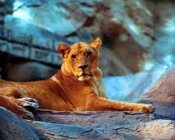 Mgm Grand Lion Habitat Image