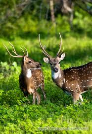 Yala National Park Image