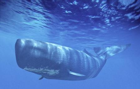 Giant Sperm Whale Image