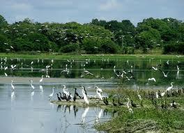 Crooked Tree Wildlife Sanctuary Image
