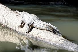 Elsey National Park Image