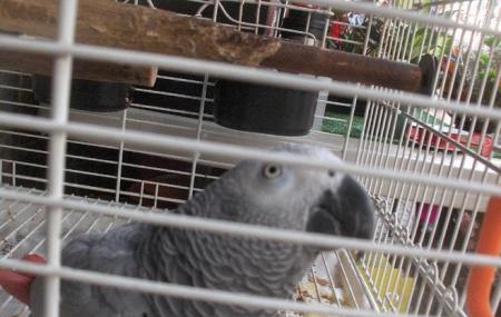 Bird's Eye Image