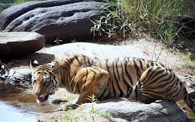 Panna National Park Image