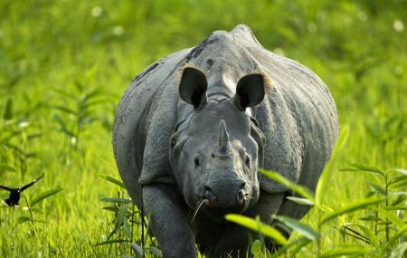 Kaziranga National Park Image