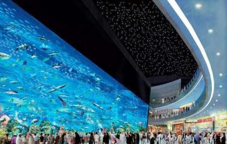 The Dubai Mall Aquarium Image