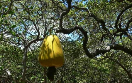 Pirangi Cashew Tree Image