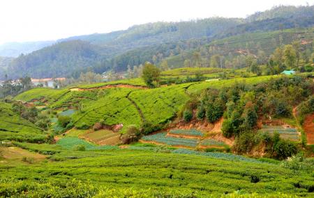 Bluefield Tea Gardens Image