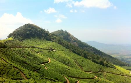 Tea Garden Image