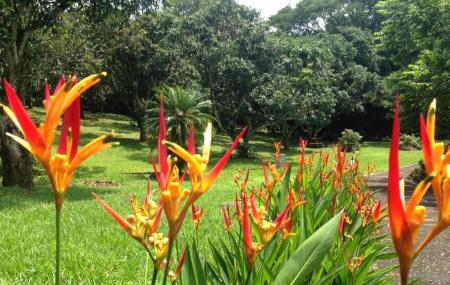 Botanical Orchid Garden Image