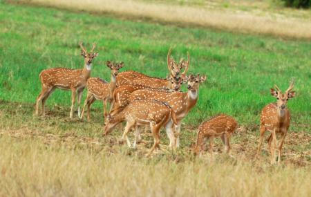 Minneriya National Park Image