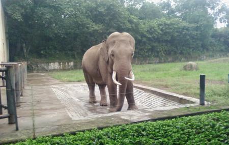 Chongqing Zoo Image