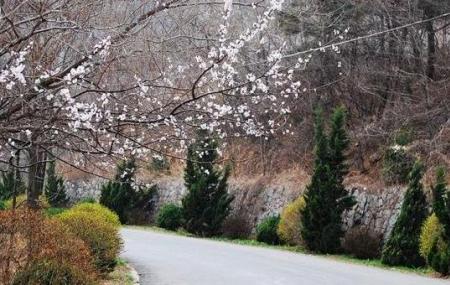 Jinlong Temple Forest Park Image