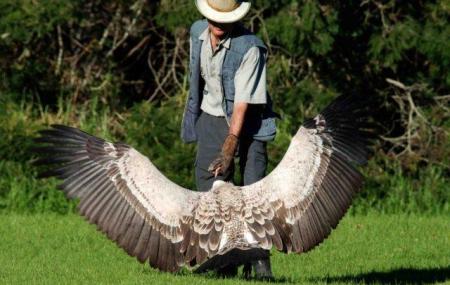 Eagle Encounters Image