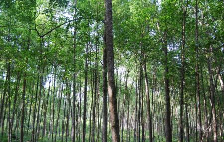 Matang Mangrove Forest Reserve Image