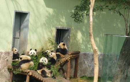 Shanghai Zoo Image