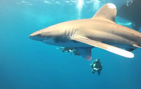 Elphinstone Reef Image