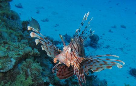 Sataya Reef Image