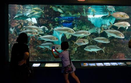 Teradomari Aquarium Image