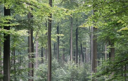 Sonian Forest Image