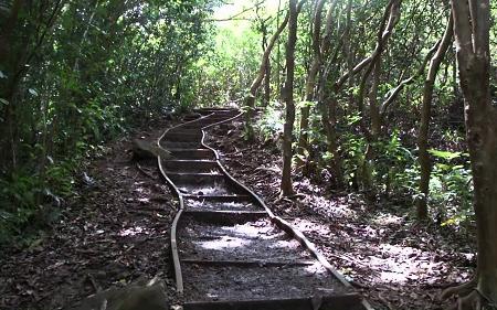 Maunawili Falls Trail Image