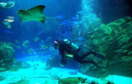 Ripley's Aquarium Of Canada Image
