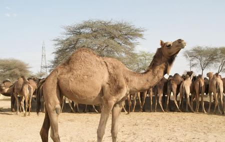 Camel-breeding Farm Image