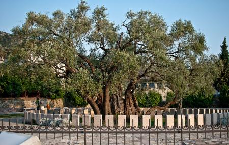 Old Olive Tree Image