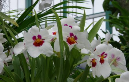 Eric Young Orchid Foundation Image